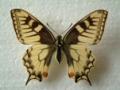 Papilio machaon aberrent form pseudoevittatus female (Internet Image property of respective owner, non-commercial use only)